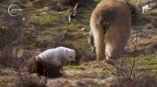 Imagini inedite cu primul urs polar născut în Marea Britanie, după 25 de ani