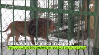 Imagini rare cu lei la joacă prin zăpadă, la grădina zoologică din Galaţi