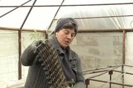 Zăpada şi gerul de la sfârşit de martie înjumătăţesc producţia de legume autohtone