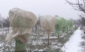 Un pomicultor din Dâmboviţa și-a îmbrăcat copacii din livadă, ca să-i protejeze de ger
