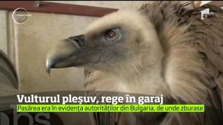 Vultur pleşuv sur, salvat de un constanţean care a găsit pasărea îngheţată pe un câmp