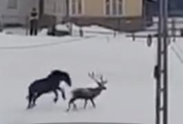 Cerbul filmat când se juca într-o curte, cu un cal, ar fi fost ucis pentru coarne. Poliţia a deschis o anchetă