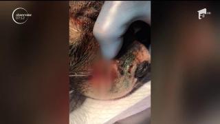 Un polițist din Constanța reabilitează, în timpul liber, câinii abuzați de stăpâni