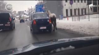 Un şofer din Piteşti şi-a scos calul la plimbare şi l-a tras cu sfoara de maşină