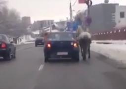Un șofer și-a adăugat un cal putere la mașină. Unul dintre pasageri ținea sfoara de care era legat animalul