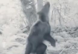 Un urs a dat iama în afinată, în Harghita, şi s-a... îmbătat