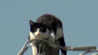 O pisică din Statele Unite ale Americii a devenit vedetă pe Internet, după ce a stat în vârful unui stâlp, timp de câteva zile