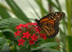 Expoziţie impresionantă de fluturi, la Muzeul de Istorie Naturală din Londra