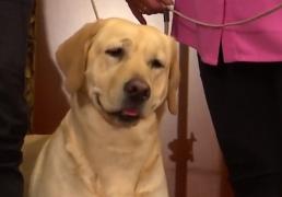 Labradorul Retriever, cel mai îndrăgit câine