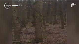 Urşi filmaţi plimbându-se la marginea unei comune din Mureş