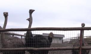 Oăule de struț, tot mai căutate de Paște!