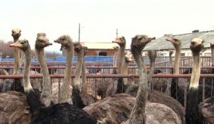 Struţul şi curcanul, pe masa de Paşte! Tot mai mulţi români sunt în căutarea unei alternative la carnea de miel