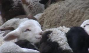 'Primul Miel', vouchere de 100 de lei pentru masa de Paşti. Ce cred românii despre un astfel de program