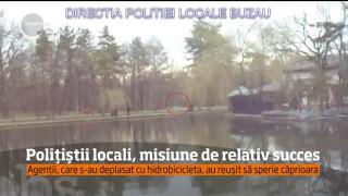 Căprioară salvată de poliţiştii locali din Buzău de pe o insulă dintr-un parc