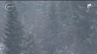 Iarna târzie a umplut internetul de glume despre iepuraşul de Paşti care ar veni pe sanie