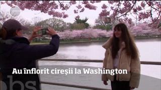 Au înflorit cireşii la Washington