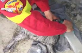 Doi iezi au fost salvaţi de medicii de pe ambulanţa SMURD, fiind resuscitaţi după ce au fost scoşi din flăcări