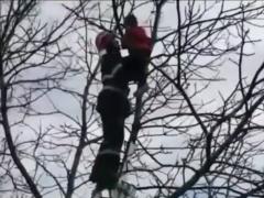 Fetiță salvată din copac de pompieri, la Buzău! În joacă, micuţa s-a căţărat pe crengi şi nu a mai putut să coboare