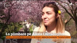 Plimbare pe Aleea Corcoduşilor din Timişoara