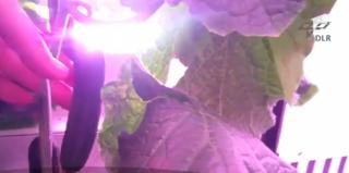 Salată și alte legume, cultivate la o stație de cercetare din Antartica