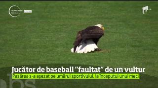 Un jucător de baseball, "faultat" de un vultur pleşuv