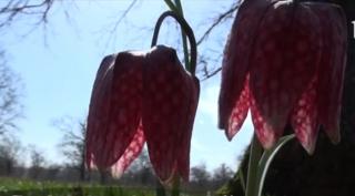 O poiană de lângă satul Orheiul Bistriţei, plină de lalele pestriţe