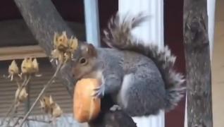 Gogoaşa, desertul preferat al veveriţelor!