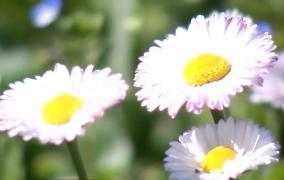 Vremea de primăvară vine şi cu efecte mai puţin plăcute! A început sezonul alergiilor!