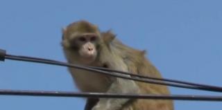 O maimuţă evadată de la grădina zoologică din Piatra Neamţ a dat bătăi de cap localnicilor