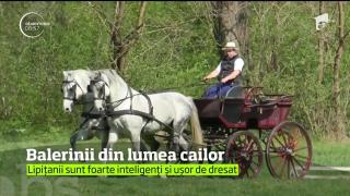 Lipiţanii, balerinii din lumea cailor