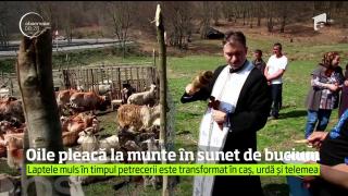 De Sâmbra oilor, în Ţara Oaşului, mioarele pleacă la munte în sunet de bucium