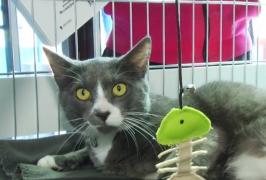 Motanul Ghenă şi-a pus gândurile pe hârtie și a lansat prima carte pentru copii!