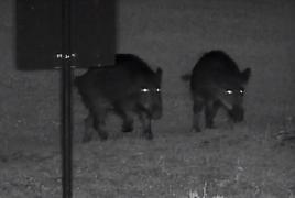 Trei mistreţi au semănat panică într-un loc de joacă dintr-un parc din Buzău