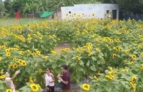 Plantaţie de floarea soarelui, din Filipine, transformată într-un labirint