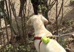 Aplicaţii care te ajută să-ți dresezi singur animalul de companie