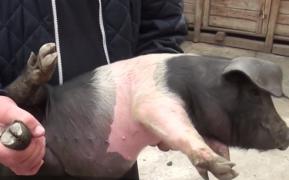 A început programul "Primul porc"