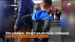 Oamenii dintr-o comună din judeţul Iaşi s-au trezit cu o căprioară în mijlocul localităţii! Animalul s-a comportat chiar civilizat, ba a și stat să fie mângâiat