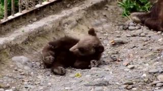 Un pui de urs, noul locatar de la Zoo din Târgu-Mureş