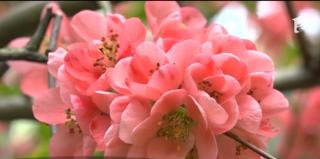 Decor de poveste la Deva! Magnoliile atrag turiștii în parc