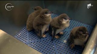 Imagini uimitoare cu patru pui de pinguin, filmaţi la puţin timp după ce au ieşit din ou