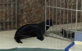 Noi vedete la Delfinariul din Constanţa: trei lei de mare care vor face deliciul spectacolelor de peste vară