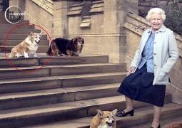 Regina Elisabeta a doua a Marii Britanii a rămas fără unul dintre câini