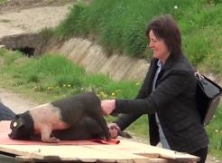 Porcul de Mangaliţa a devenit vedeta restaurantelor