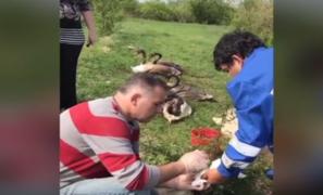 Familie de lebede, întoxicată cu petrol pe o baltă din Bihor. Penajul păsărilor a fost acoperit de reziduuri