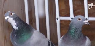 Primarul unei comune din Prahova caută servicii de transport pentru porumbei şi are un buget neaşteptat de mare