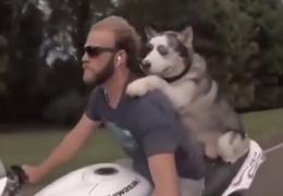 Un câine, biker cu acte în regulă. Imaginile au cucerit Internetul