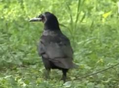 Mii de ciori deasupra operelor lui Brâncuși din Târgu Jiu. Ce soluţii caută autorităţile locale