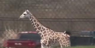 O girafă le-a dat bătăi de cap autorităţilor din statul american Indiana, după ce a evadat de la Zoo