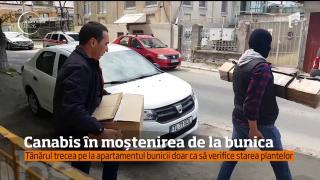 Cultură de cannabis în centrul oraşului Tulcea