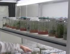 Cercetătorii de la Universitatea din Cluj-Napoca studiază însămânțarea în vitro